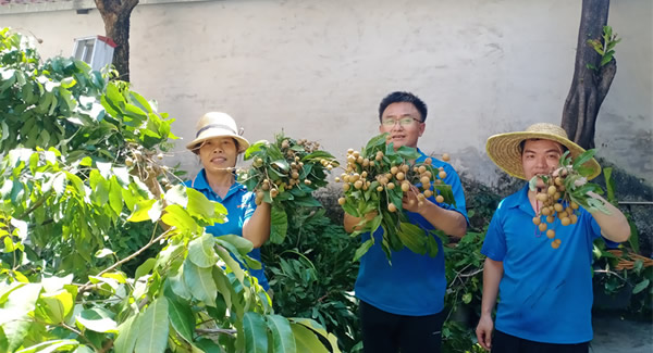 摘一颗龙眼，品一份团圆，谢一次馈赠 | 6t体育五金&东莞合页